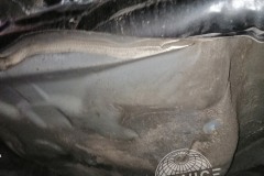 25-kia_ceed